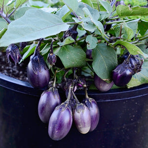 Close-up of Patio Baby eggplant showcasing clusters of small glossy purple egg-shaped fruit on a black container