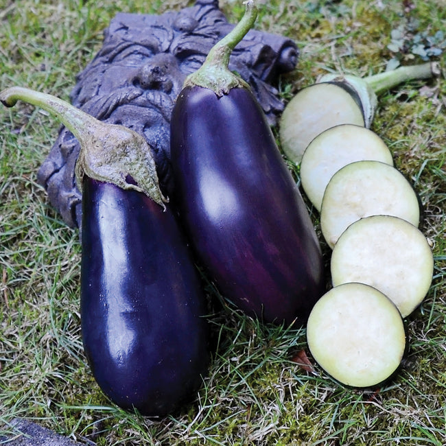 Front view of Traviata eggplants showing two glossy deep purple 6 to 8 inch fruits with sliced pale-green rounds on grass