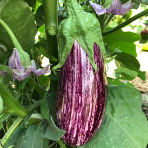 Close-up of Annina eggplant on the plant showing cream and purple striped teardrop fruit with green leaf background