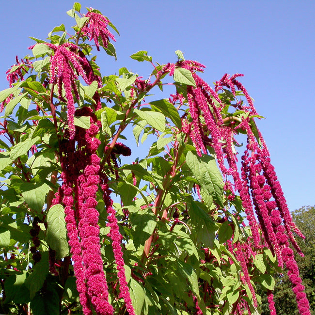 Close up of Love Lies Bleeding amaranth showing long deep red hanging tassel seedheads and green leaves against a blue sky