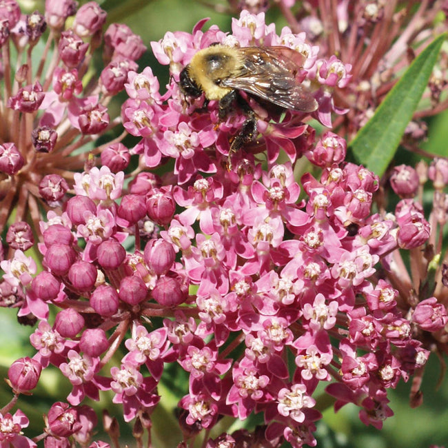 Close-up of swamp milkweed flowers showing pink clustered blooms with a bumblebee and blurred green background