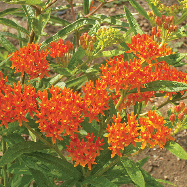 Close up of Butterfly milkweed Asclepias tuberosa showing neon orange flower clusters against green foliage