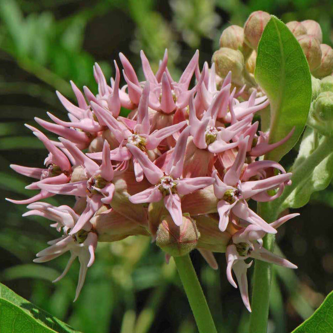 Close-up of Showy milkweed flower cluster showcasing rose-pink star-shaped blooms with green leaves and blurred background