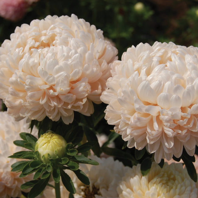 TOWER SERIES CHAMOIS-ASTER