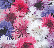Close-up of Bachelor Button mix showing double pompom blooms in blue, pink, purple, and white