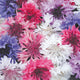 Close-up of Bachelor Button mix showing double pompom blooms in blue, pink, purple, and white