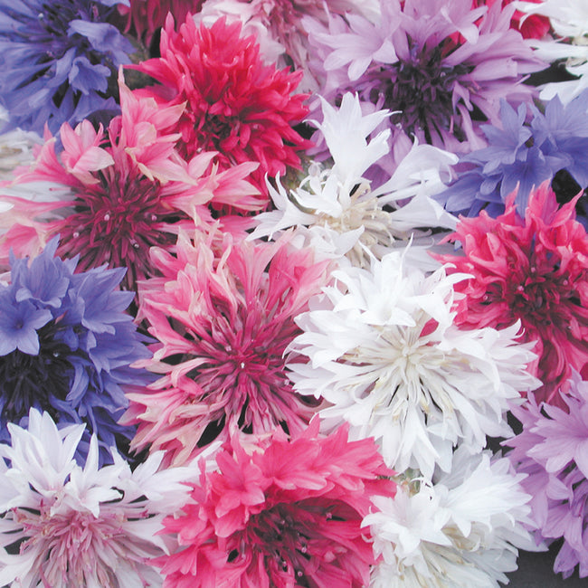 Close-up of Bachelor Button mix showing double pompom blooms in blue, pink, purple, and white