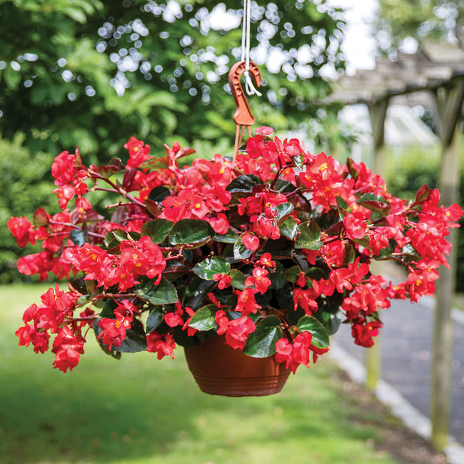 Hanging basket of Viking Explorer Rose on Green begonia with abundant rose-pink blooms and glossy green foliage outdoors