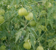 Close-up of Love-in-a-Puff (Cardiospermum) vine showing inflated balloon-like seed pods and fine green foliage
