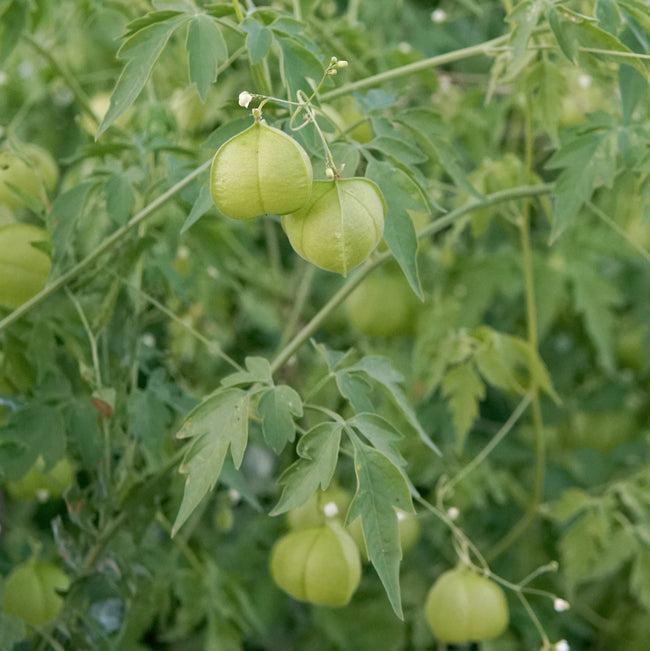 Close-up of Love-in-a-Puff (Cardiospermum) vine showing inflated balloon-like seed pods and fine green foliage