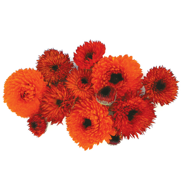 Close-up of Neon calendula showcasing ultra-double orange blooms edged in burgundy on white background