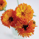 Close-up of Neon calendula flowers showing ultra-double orange blooms edged in burgundy on white background