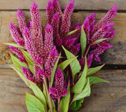 Close-up of Celway Purple celosia blooms showcasing spiky magenta plumes and green leaves on a wooden surface