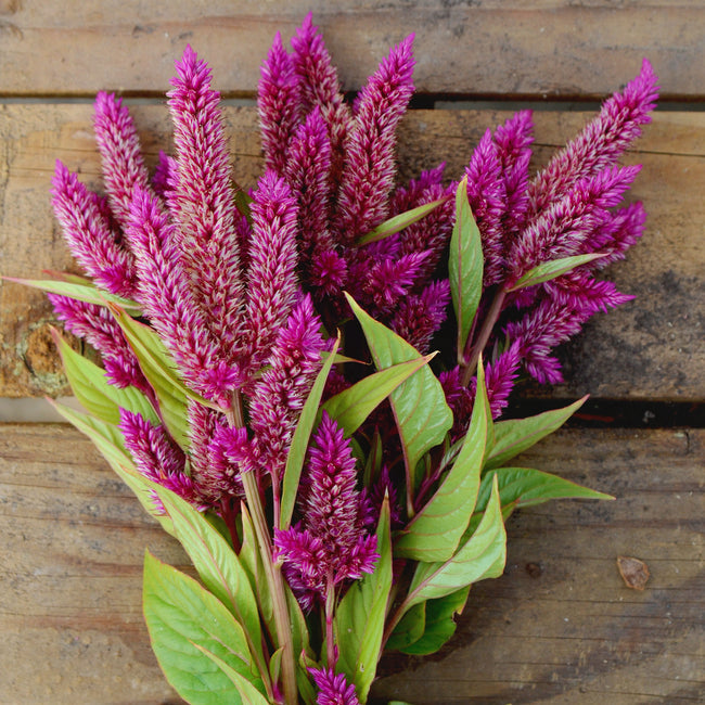 Close-up of Celway Purple celosia blooms showcasing spiky magenta plumes and green leaves on a wooden surface