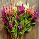 Close-up of Celway Purple celosia stems showcasing magenta, pink, peach, and cream feathery plumes with green leaves on a rustic wood background