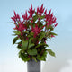 Front view of Celway Red celosia showcasing deep red spiky plumes and green foliage in a gray rectangular pot against a pale blue background