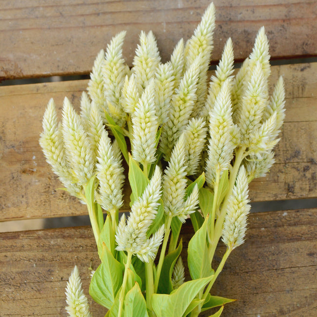 Close-up of Celway White celosia showing spiky icy-white plumes on stems against a wooden background