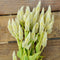 Close-up of Celway White celosia showing spiky icy-white plumes on stems against a wooden background