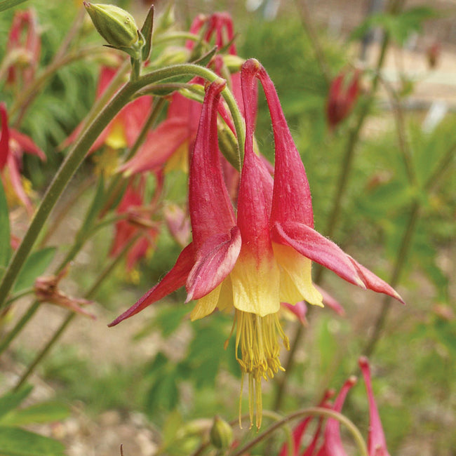Close-up of Eastern columbine blooms showcasing nodding red and yellow flowers with blurred green foliage background