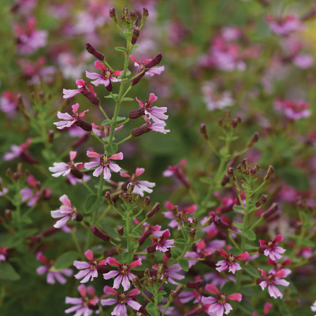 Close-up of Pink Shimmer Mexican Heather showcasing purple fan-shaped blooms with green foliage background