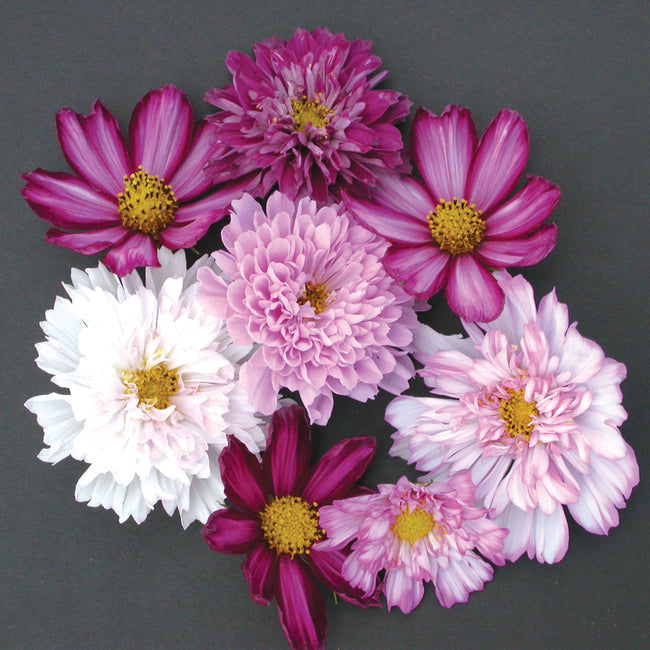 Top view of Double Click Mix cosmos showing double and single pink, magenta, and white blooms on dark gray background