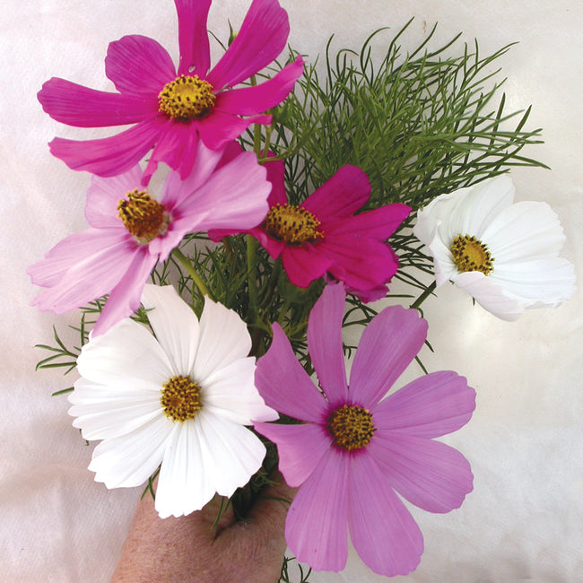 Front view of Sensation Mix cosmos blooms in pink, dark pink, variegated, and white with yellow centers on white background