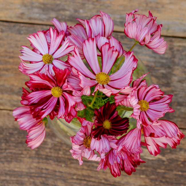 Top view of Velouette cosmos in glass jar showing cream and crimson striped single blooms with yellow centers