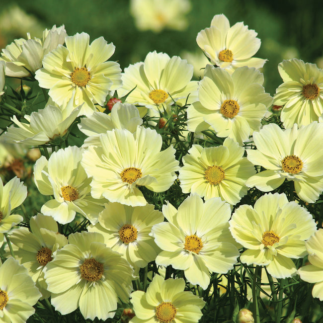 Close-up of Xanthos Cosmos flowers showcasing pale lemon-yellow petals on compact plants with blurred green background