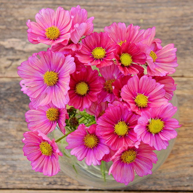 Top-down view of Xsenia cosmos bouquet showing pink-and-tangerine single flowers with bright yellow centers on a wooden background