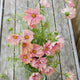 Close-up of Apricotta cosmos flowers showing peach single blooms with iridescent hot-pink centers on a weathered wood background