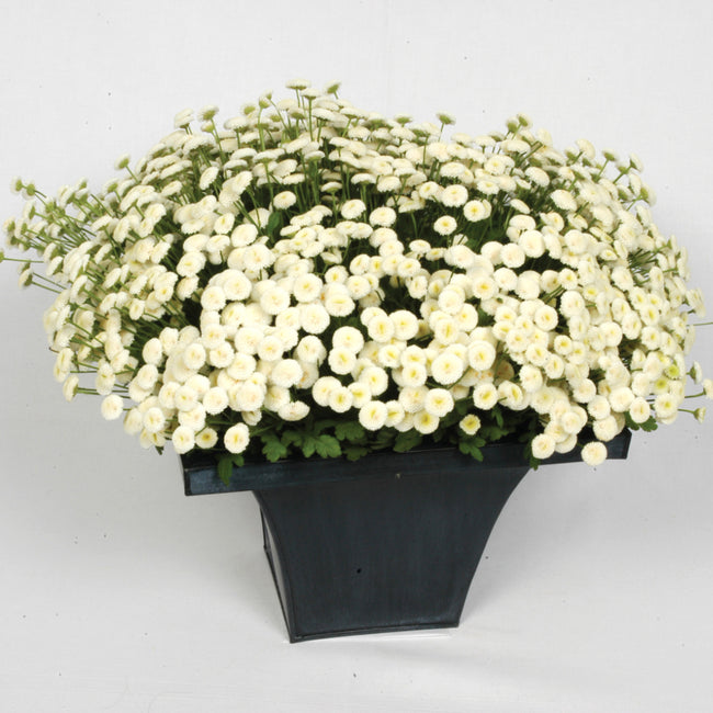 Front view of Vegmo Snowball Extra feverfew in black pot showcasing dense clusters of small white button blooms