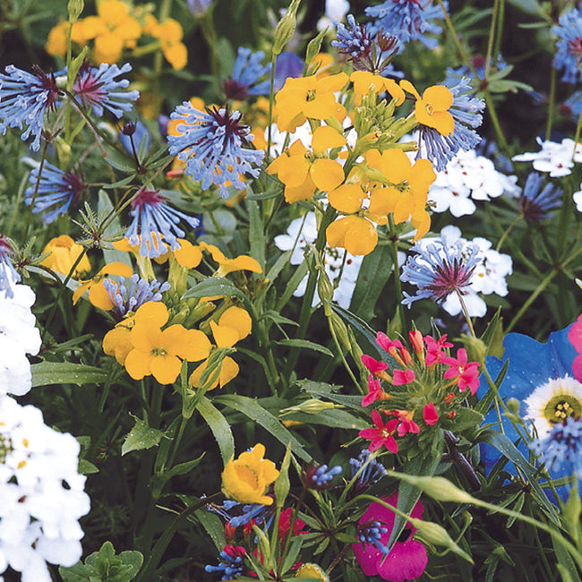 Close-up of Bohemian Rhapsody seed mix showcasing bright yellow, blue, white, and pink flowers in a dense garden planting