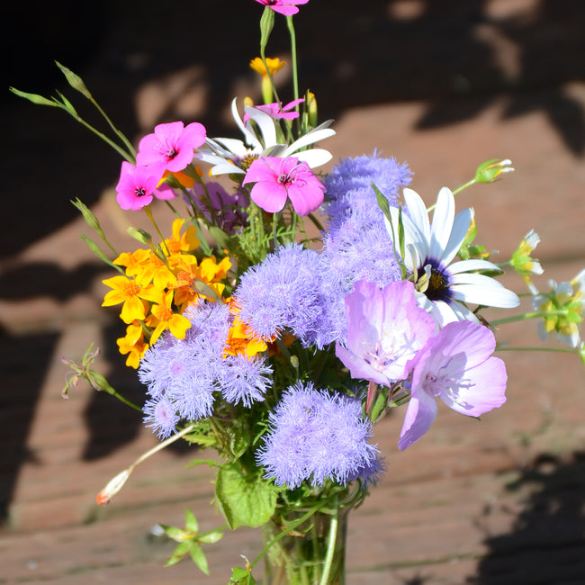 Close-up of Bohemian Rhapsody mix bouquet with lavender-blue flossflower clusters and multicolored blooms on sunlit background