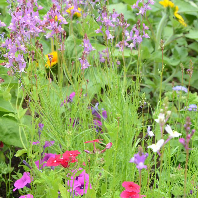 Close-up of Hummingbird Mix wildflowers showcasing pink, purple, red, and white blooms among green garden foliage
