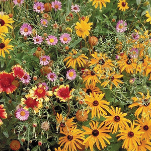 Close-up of Beneficial Bug Mix wildflowers showcasing colorful mixed blooms with green foliage background
