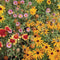 Close-up of Beneficial Bug Mix wildflowers showcasing colorful mixed blooms with green foliage background