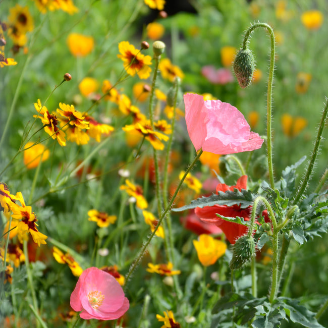Deer Resistant Mix containing Pink poppies and yellow wildflowers blooming in a sunlit garden bed