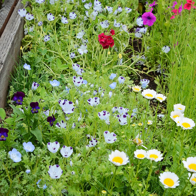 Close-up of Mow No More Mix showing low-growing flowering groundcover with white daisies and pale blue Nemophila