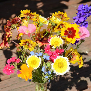 Close-up of Bee Feed Mix seed flowers showcasing mixed yellow, pink, red and purple blooms against a sunlit wooden deck