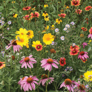 Close-up of Bee Feed Mix flowers in bloom showcasing mixed colorful bee-friendly blooms with green foliage background