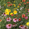 Close-up of Bee Feed Mix flowers in bloom showcasing mixed colorful bee-friendly blooms with green foliage background