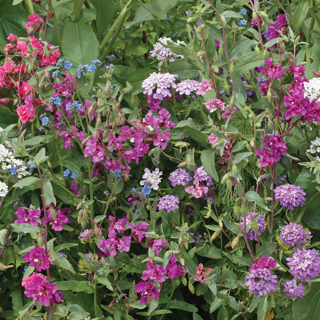 Front view of Shade Mix seed packet showcasing a mix of pink, purple, and white flowers with a white background