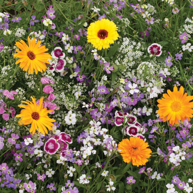 FRAGRANT MIX-MIX