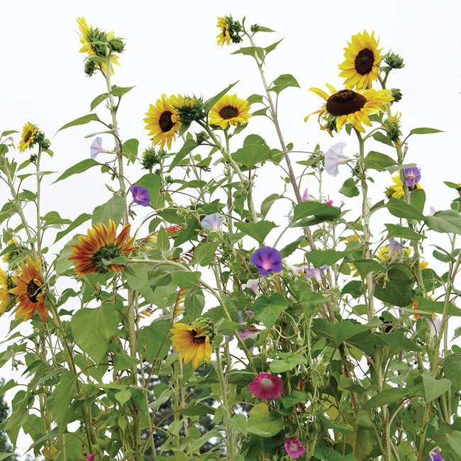 Front view of Towers of Flowers seed mix showing tall sunflowers with interlacing morning glories and other climbing blooms against a white background