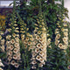 Close-up of Camelot Cream foxglove stalks showcasing ivory bell-shaped blooms with freckled throats against a garden background
