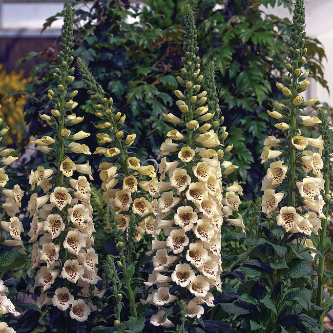 Close-up of Camelot Cream foxglove stalks showcasing ivory bell-shaped blooms with freckled throats against a garden background