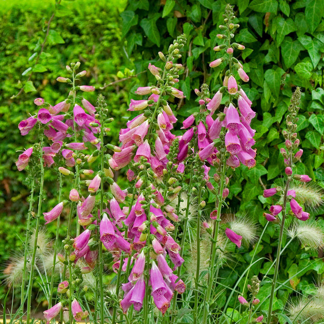 CAMELOT ROSE-DIGITALIS