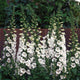 Close-up of Camelot White foxglove showing tall stalks of snowy-white bell-shaped blooms with freckled throats