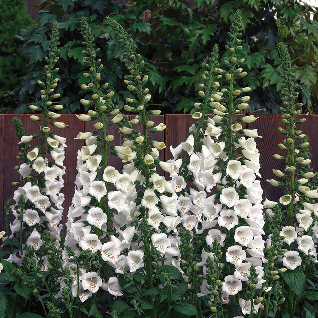 Close-up of Camelot White foxglove showing tall stalks of snowy-white bell-shaped blooms with freckled throats