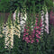 CAMELOT MIX-DIGITALIS